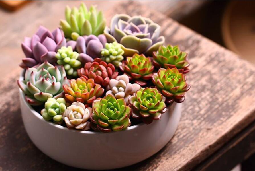 南寧花藝資訊：多肉花籃怎么做？