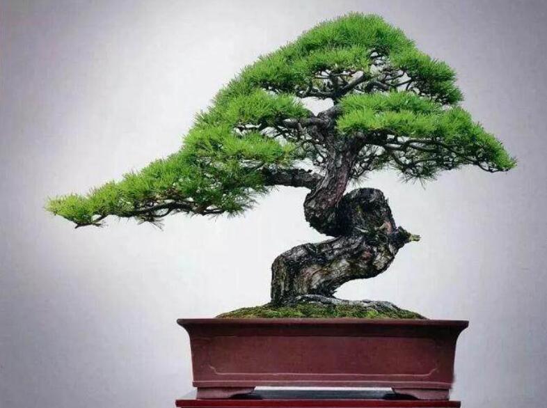 盆景制作3個(gè)注意事項(xiàng)，南寧婚慶花藝培訓(xùn)分享