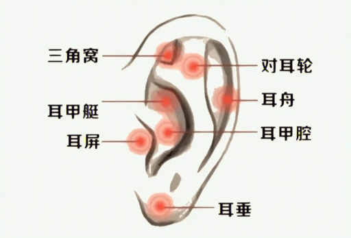 揉搓耳朵的好處，廣西美容經(jīng)絡(luò)培訓(xùn)班課程