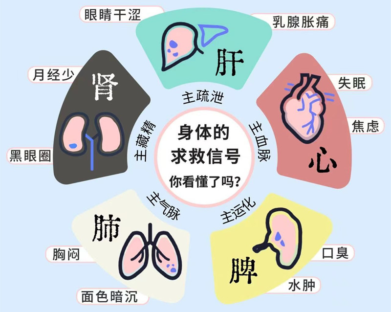 南寧專業(yè)美容管理學校：五臟六腑如何管理？